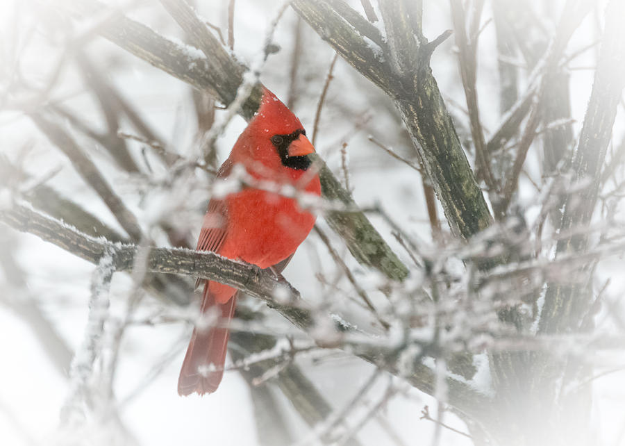 Cardinal in the Snow Photograph by Holden The Moment