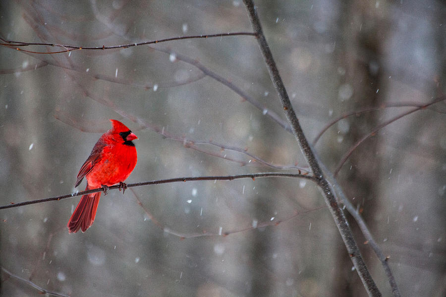Winter Photograph - Cardinal In The Snow by Karol Livote