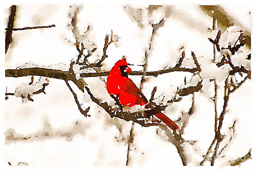 Cardinal in the Snow Photograph by Kerri Farley