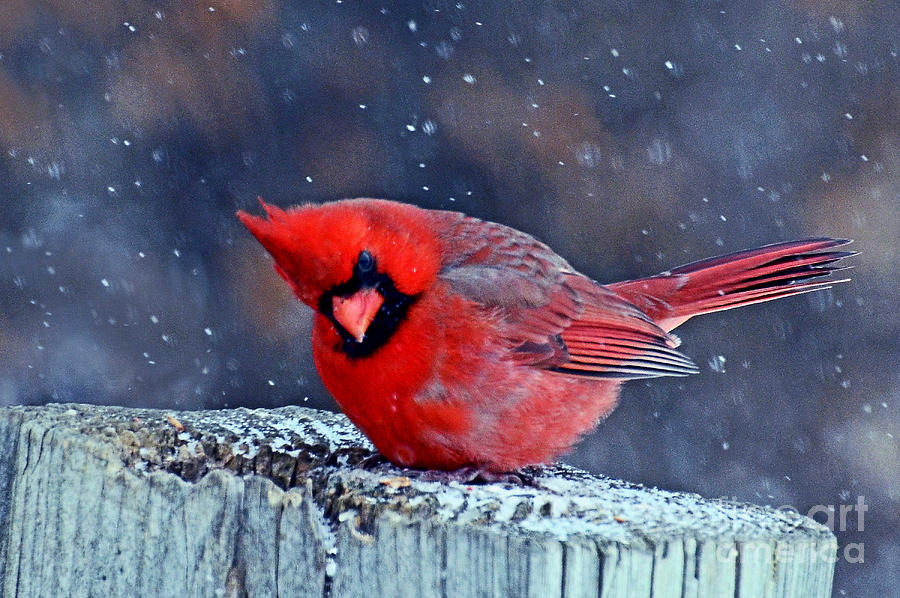 Cardinal in the Snow Photograph by Rodney Campbell