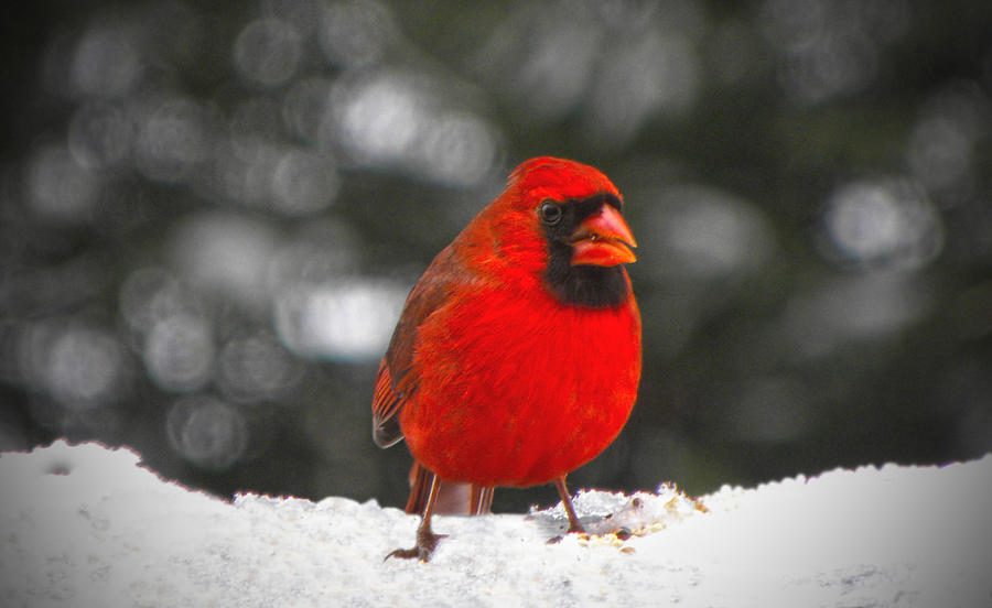 Cardinal In The Snow Photograph by Sandi OReilly