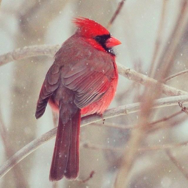 Winter Photograph - Cardinal In The Snow #snow #cardinal by Lisa Thomas