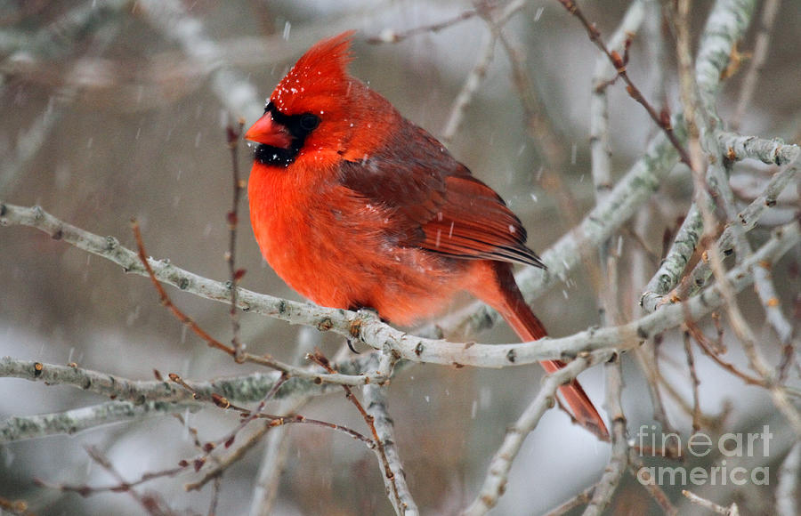 Cardinal in the Snowstorm Photograph by Butch Lombardi