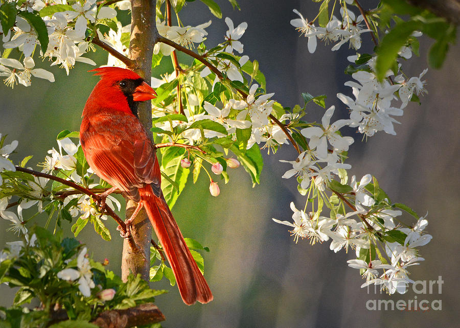 Cardinal in the Springtime Photograph by Nava Thompson