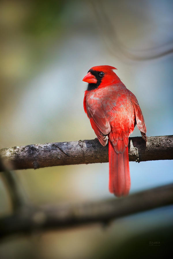 Cardinal in the Sun of Spring Photograph by Steven Llorca