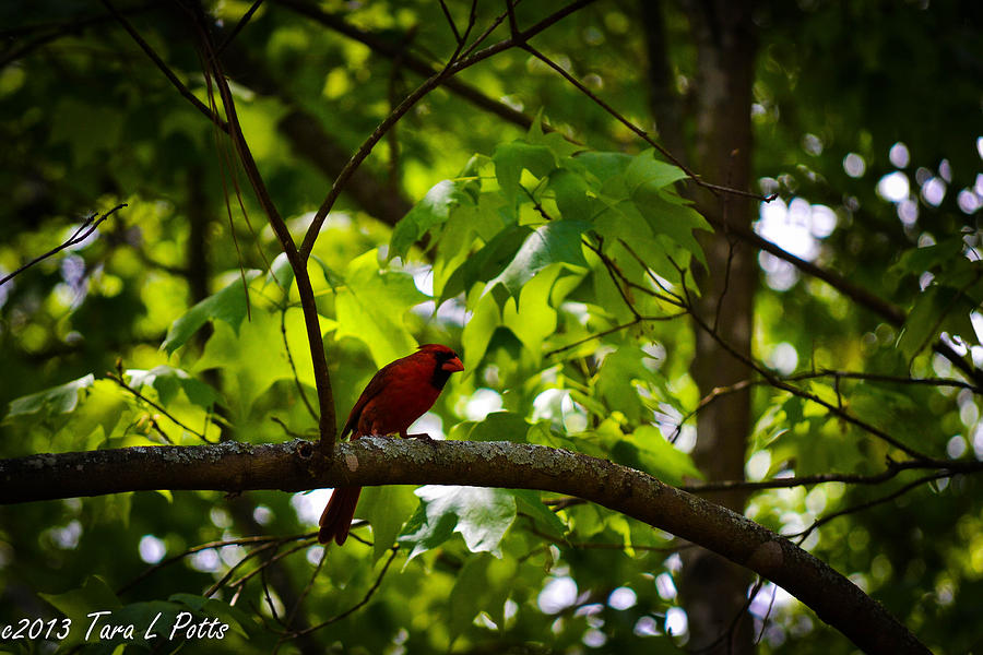 Cardinal in the Trees Photograph by Tara Potts