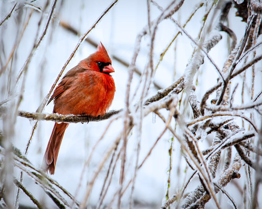 Cardinal Photograph - Cardinal in the Willow III by Jon Woodhams