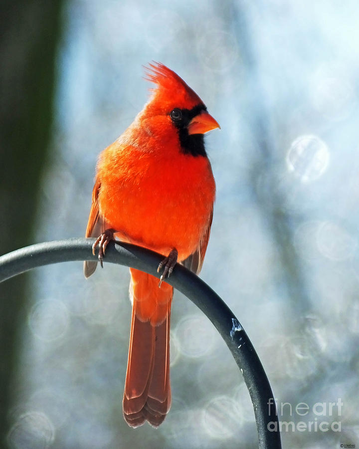 Cardinal in the Yard Photograph by Lizi Beard-Ward
