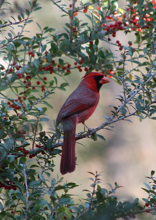 Cardinal in Tree Photograph by Beth Wiseman