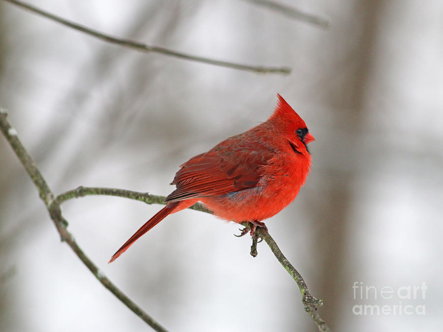 Cardinal in Winter 0788 Photograph by Jack Schultz
