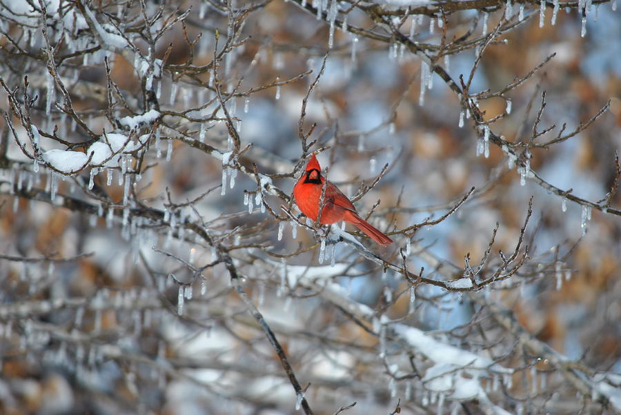 Cardinal Photograph - Cardinal in winter by Cim Paddock