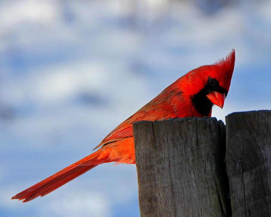 Cardinal In Winter Photograph