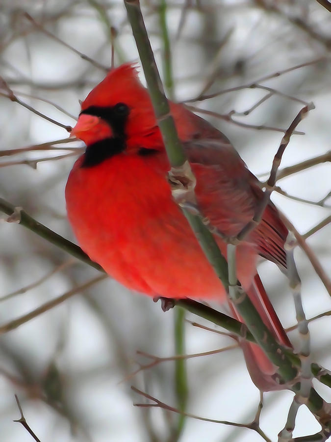 Cardinal in Winter Photograph by David T Wilkinson
