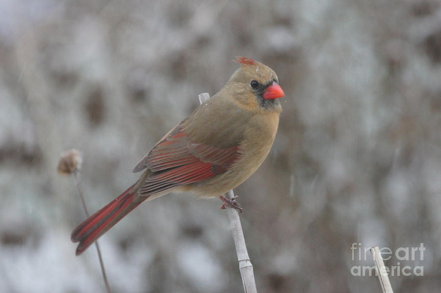 Cardinal in WInter - Female Photograph by Robert E Alter Reflections of Infinity
