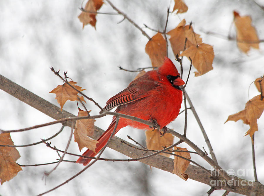 Cardinal in Winter Photograph by Jack Schultz