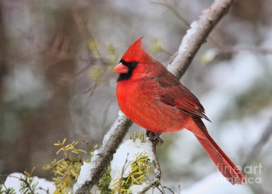 Cardinal in Winter Photograph by Jayne Carney