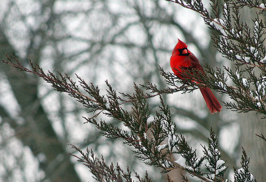 Cardinal in Winter Photograph by Karen Adams