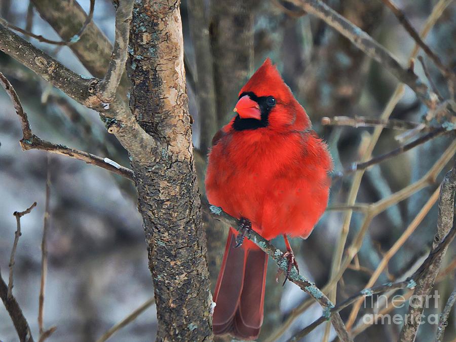 Cardinal In Winter Photograph by Marcia Lee Jones