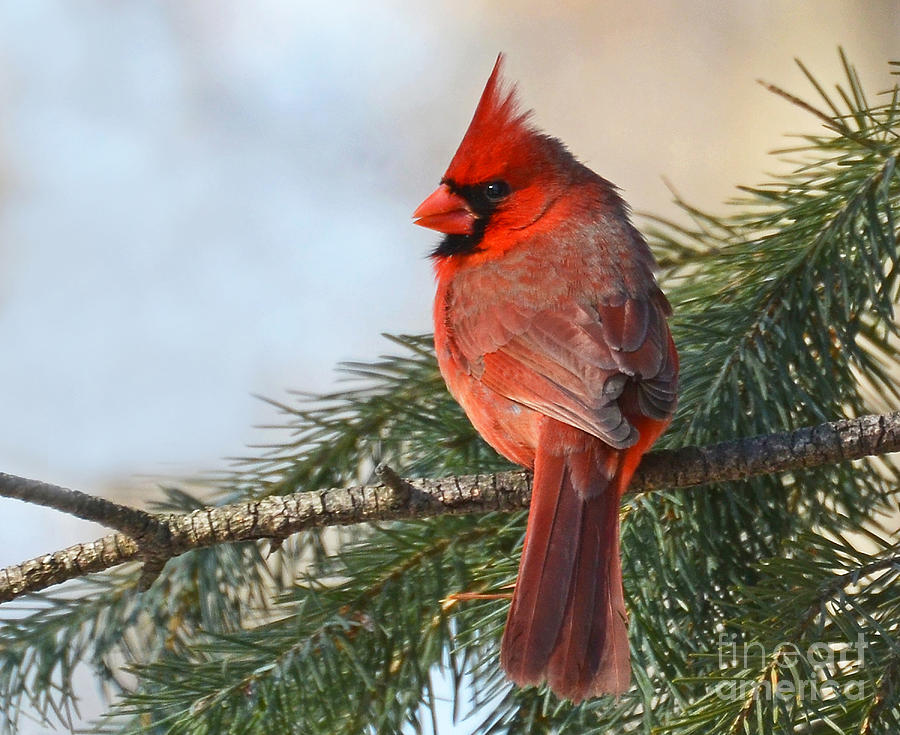 Cardinal in Winter Photograph by Rodney Campbell