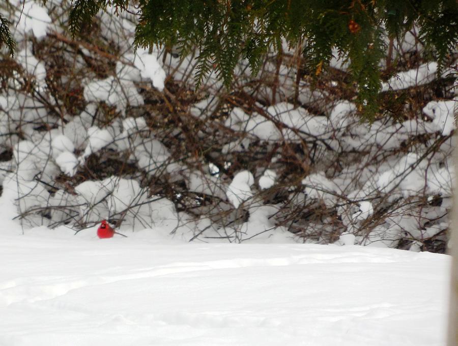 Cardinal Photograph - Cardinal in Winter by Tracy Folz