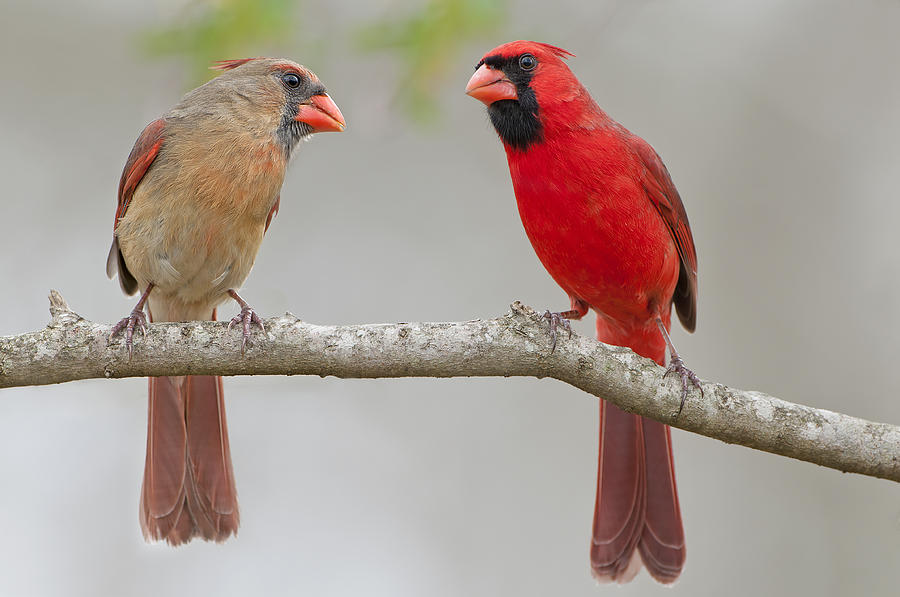 Bird Photograph - Cardinal Interlude by Bonnie Barry