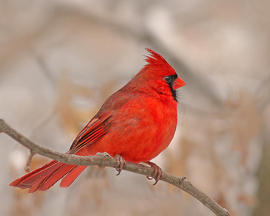 Cardinal Photograph by Jack Nevitt