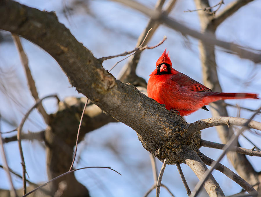 Cardinal  Photograph by James Canning