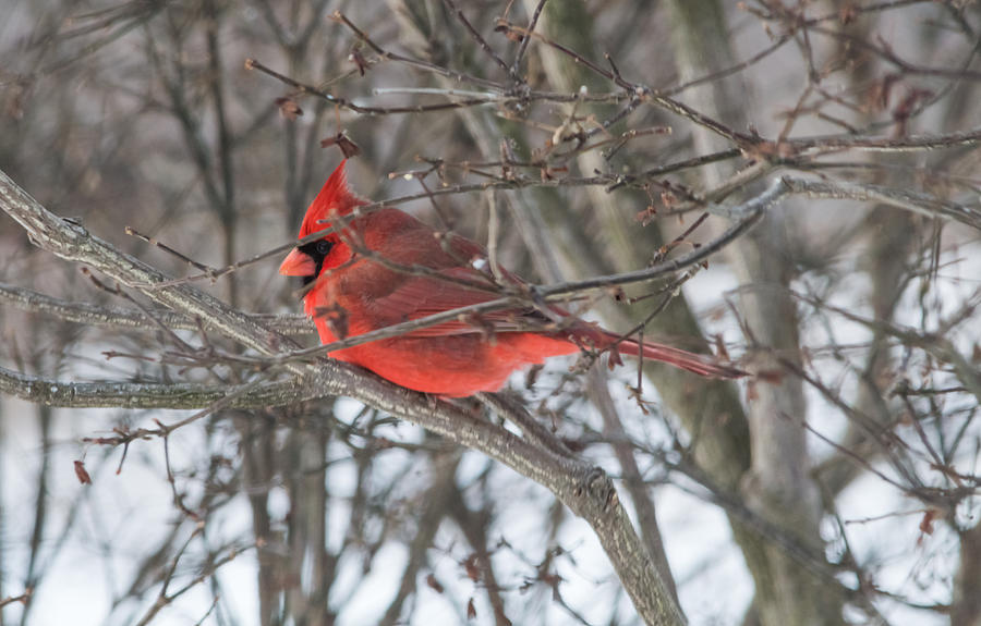 Cardinal   Photograph by Holden The Moment