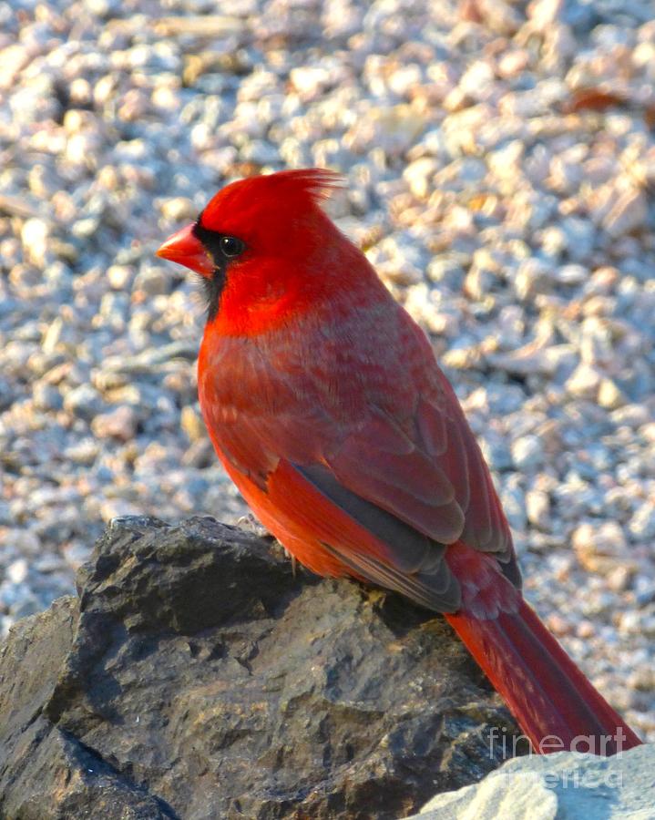 Cardinal Photograph by Jean Wright