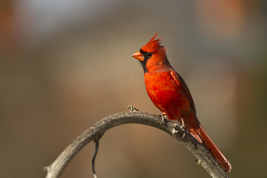 Cardinal Photograph by Jerry Gammon