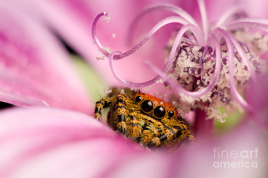 Cardinal Jumping Spider In Flower Photograph by Scott Linstead