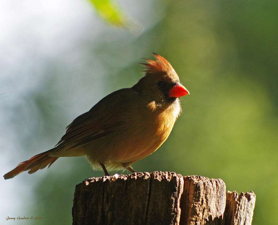 Cardinal Light Photograph by Jenny Gandert - Fine Art America