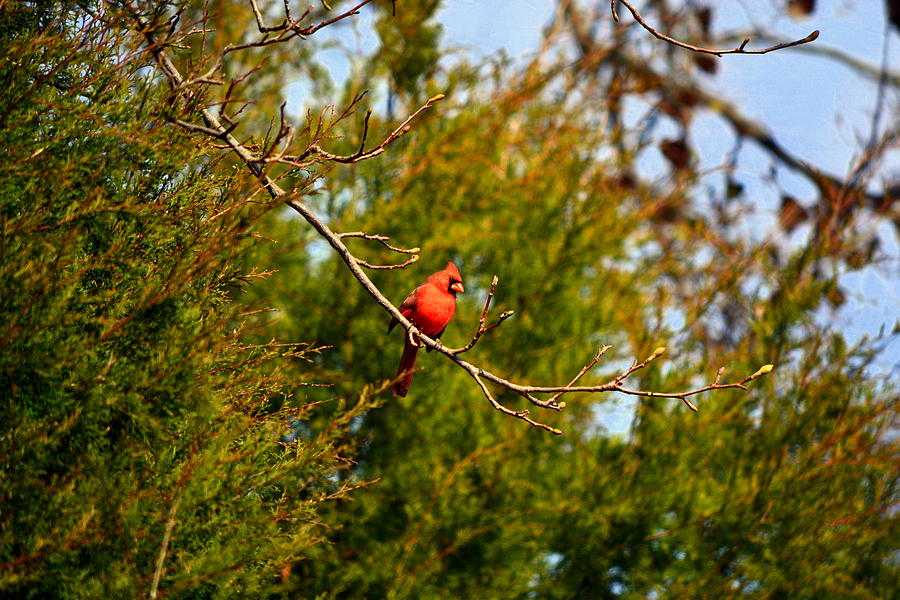 Cardinal Photograph by Lisa Wooten