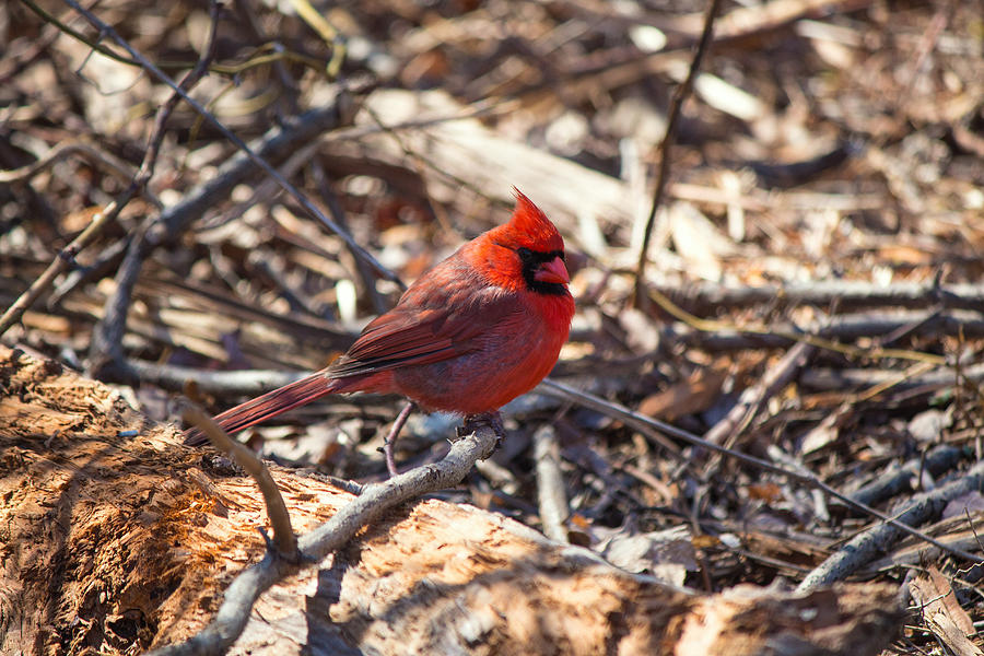 Cardinal Long Island NY Photograph by Susan Jensen