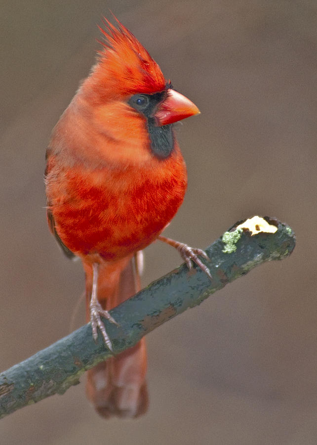 Cardinal Male Photograph by A Macarthur Gurmankin