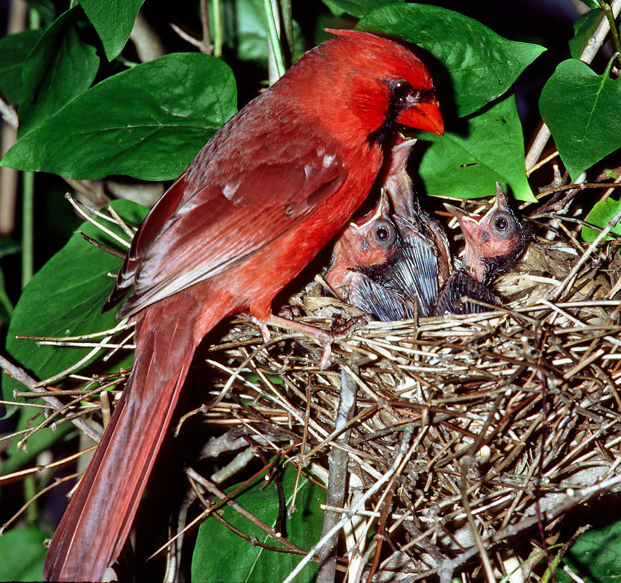 Baby Male Cardinal