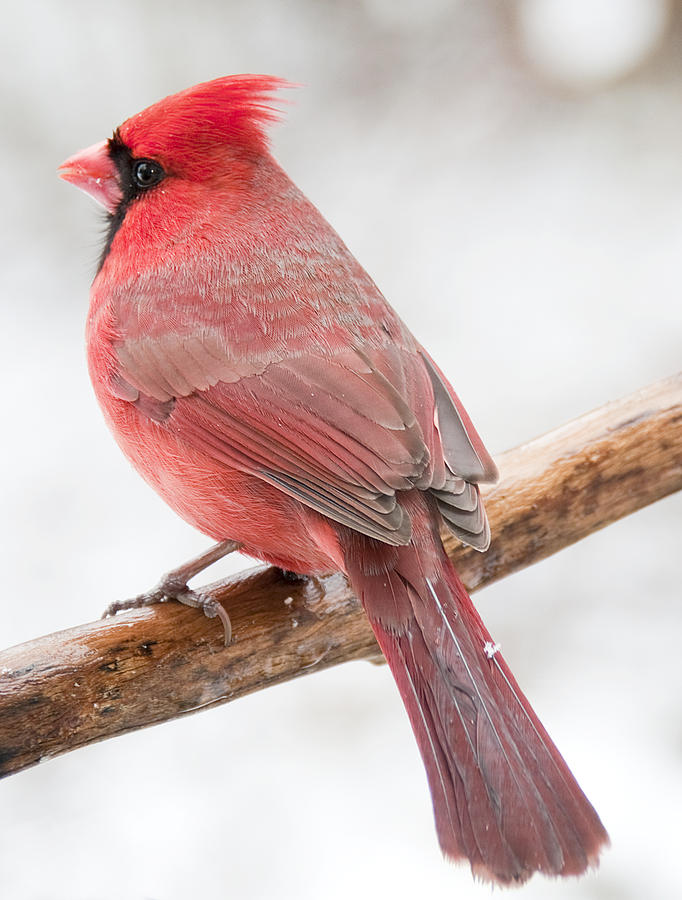 Cardinal Male In Winter Photograph