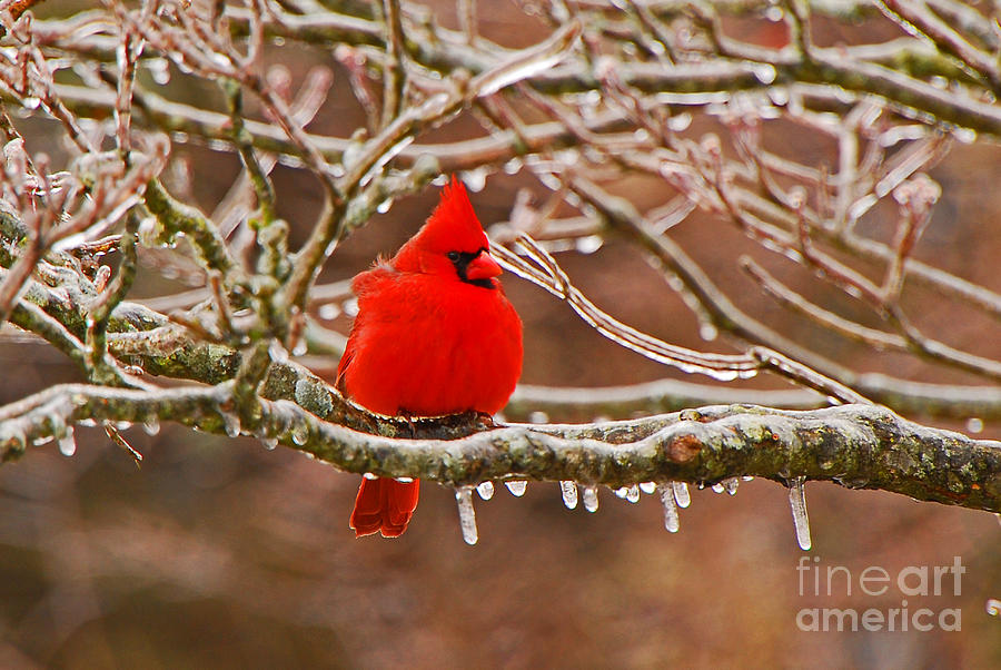 Bird Photograph - Cardinal by Mary Carol Story
