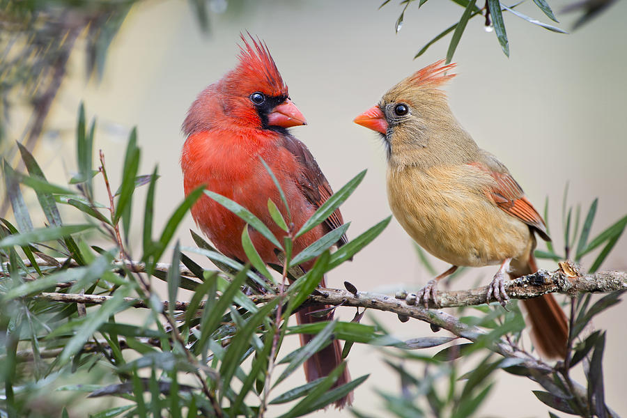 Bird Photograph - Cardinal Mates by Bonnie Barry