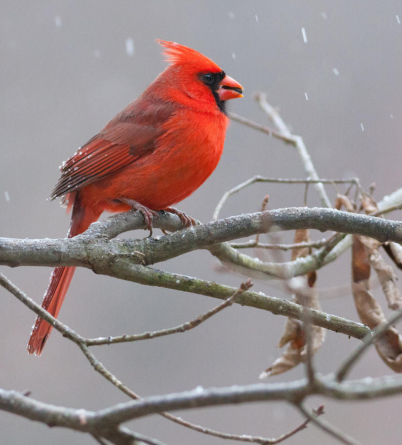 Cardinal Photograph by Melinda Fawver