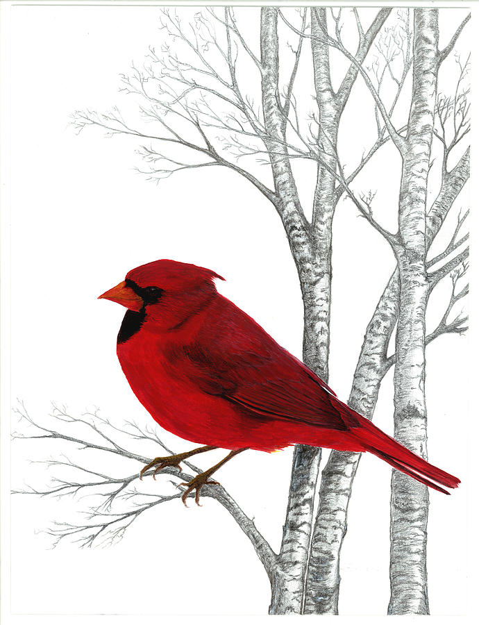 Bird Painting - Cardinal Natures Beauty by Linda Francis