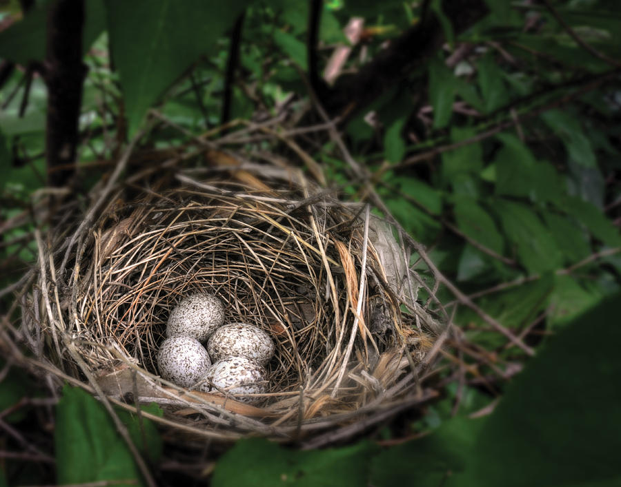 Cardinal Nest with Eggs Photograph by Don Wolf