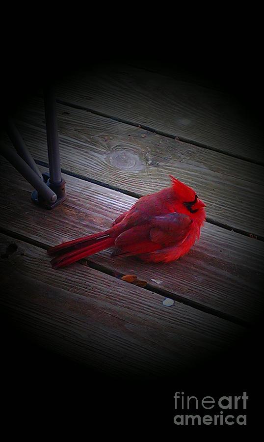 Cardinal Photograph - Cardinal by Nick  