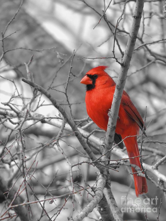 Cardinal Photograph - Cardinal of Hope 002sc by Robert ONeil
