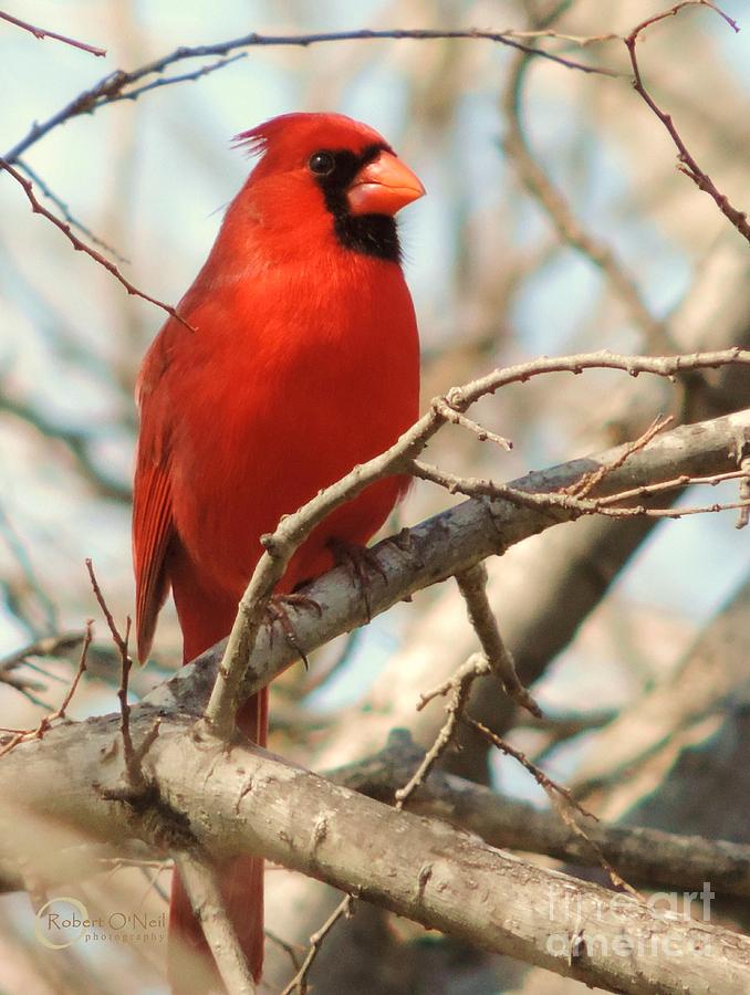 Cardinal of Life Photograph by Robert ONeil