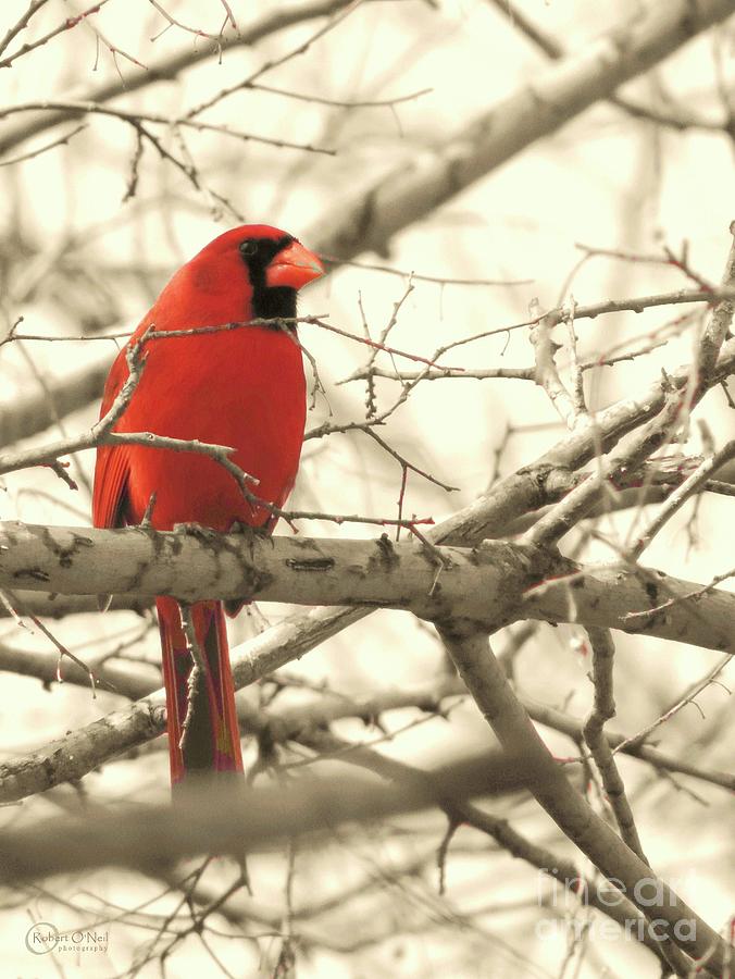 Cardinal of Love Photograph by Robert ONeil