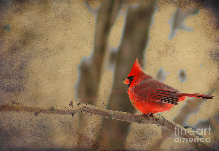 Cardinal on a Branch Photograph by Alyce Taylor