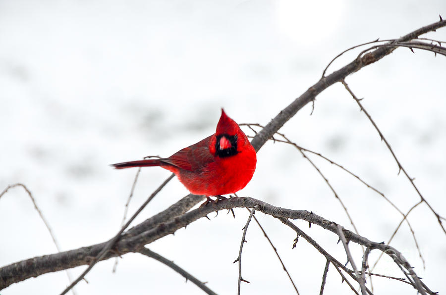 Cardinal On A Branch  Photograph by Mary Carol Story