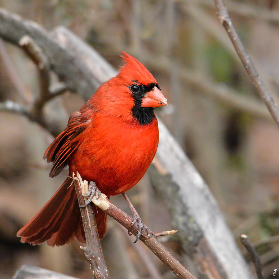 Bird Photograph - Cardinal On A Broken Branch - 06.09.2014 by Jai Johnson
