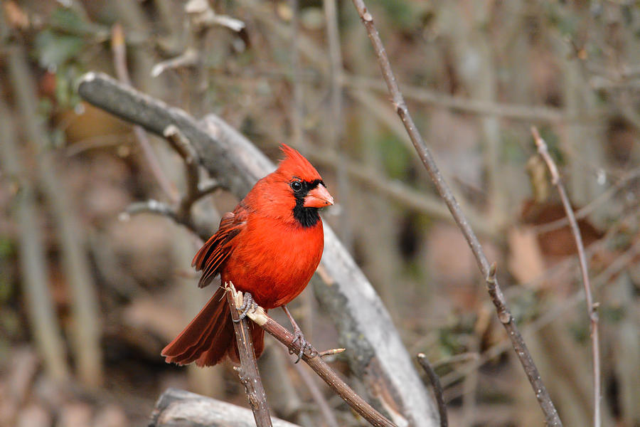 Cardinal On A Broken Branch Photograph by Jai Johnson